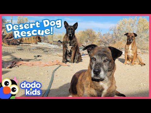 Dogs Stuck In Hot Desert Need Our Help! | Dodo Kids | Rescued!