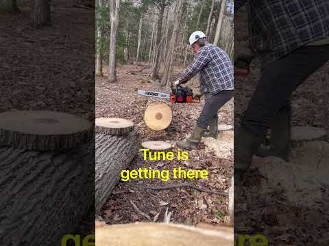 Running the Echo CS 590 BPS Direwolf - Timberwolf Christmas Saw @boedysempire