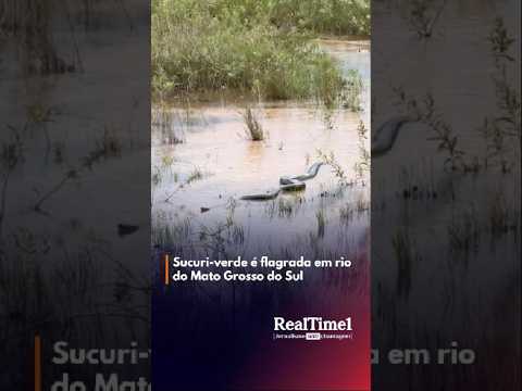 Sucuri-verde é flagrada em rio do Mato Grosso do Sul