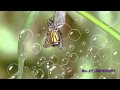 Science Metamorphosis Spongbob Season 2 Episode WORMY