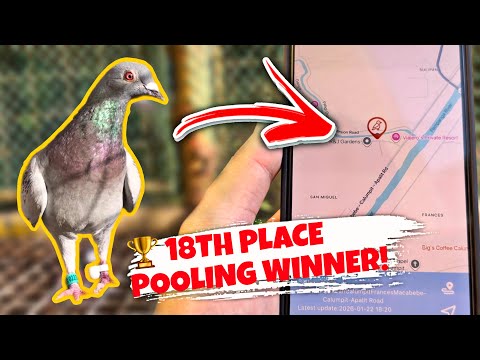 KALAPATING MAY PIGEON TRACKER BUMILIS NA RACER! 😱