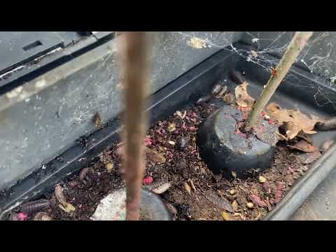 Pill Bugs Gathering Around & Inside Our Bait Stations in Princeton Junction, NJ