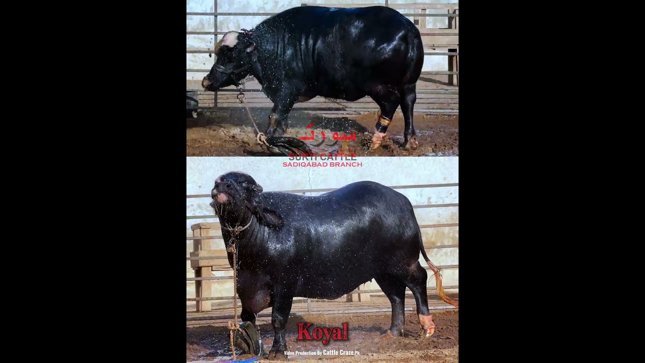 Koyal paadi Surti Cattle Farm