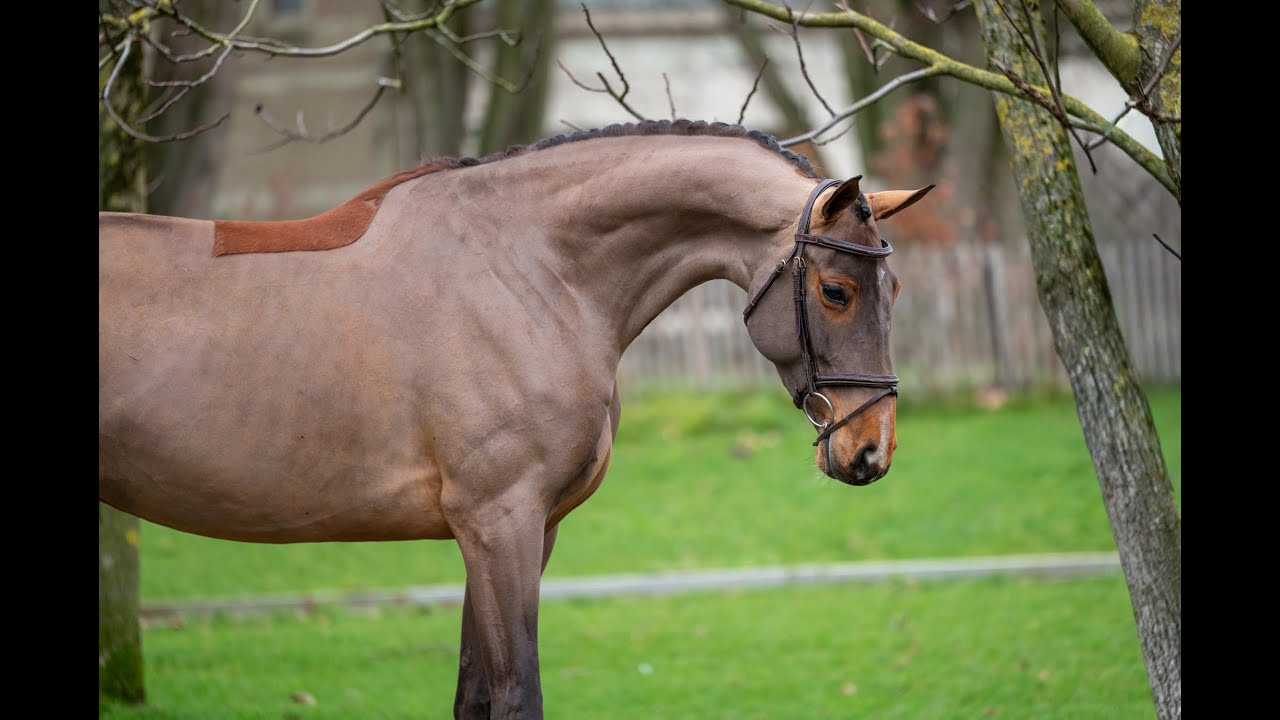 C'est la Vie (DEL'ARKO D'HENVET x CANCARA) video 3