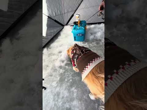 Fluffy's Ice Cleanup Adventure