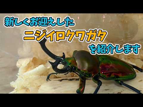 ニジイロクワガタ」のYahoo!リアルタイム検索 - X（旧Twitter）を