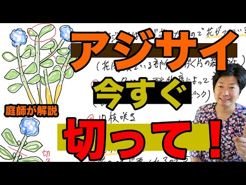 アジサイはなぜ色を失うのですか？この花がなぜそんなに悲しいのかを調べてみましょう…  庭園