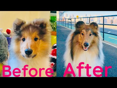 Puppy after 12 months