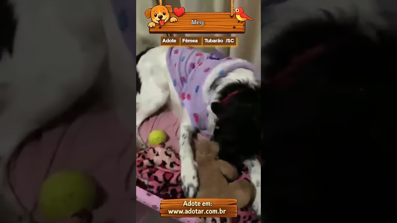 Cachorro raça SRD-ViraLata idade 1 ano nome Meg