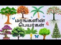 மரங்களின் பெயர்கள் Trees Name In Tamil For Kids Marangalin Peyarga