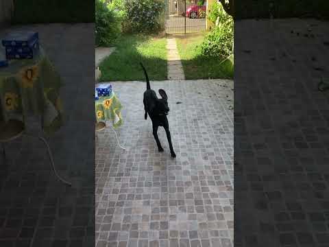 Regalo Regalo Bracco Tedesco A Pelo Corto