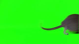 Rata Mouse Chroma Key