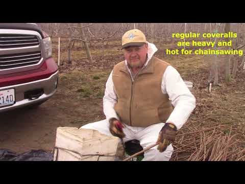 Grafting Season 2018 - day 4 - my secret weapon