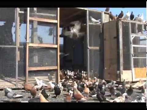 Up on the Roof (2008) film trailer