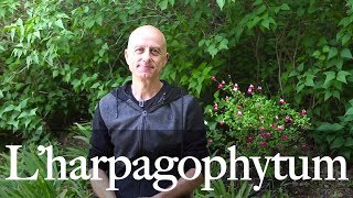 L’harpagophytum ou griffe du diable : antiinflammatoire et analgésique, articulaire et musculaire