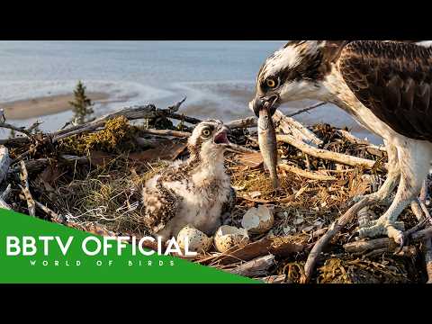 Osprey: 99 Days From Egg to Survivor