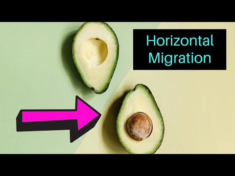 Horizontal Migration Red Wiggler Update