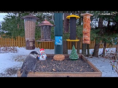 Canada Jay Nibbles On Suet and Other Treats In Ontario – Dec. 9, 2020