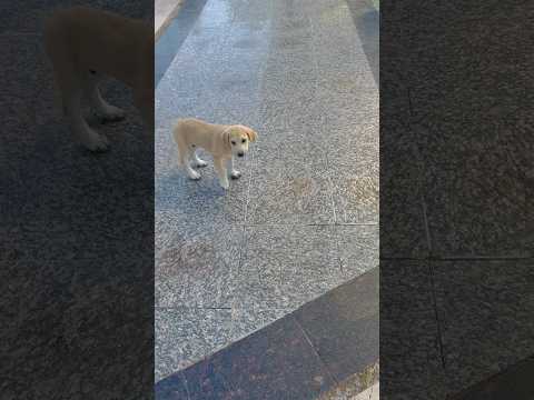 #Antalya#Muzammil playing puppies# Shorts#videoshort