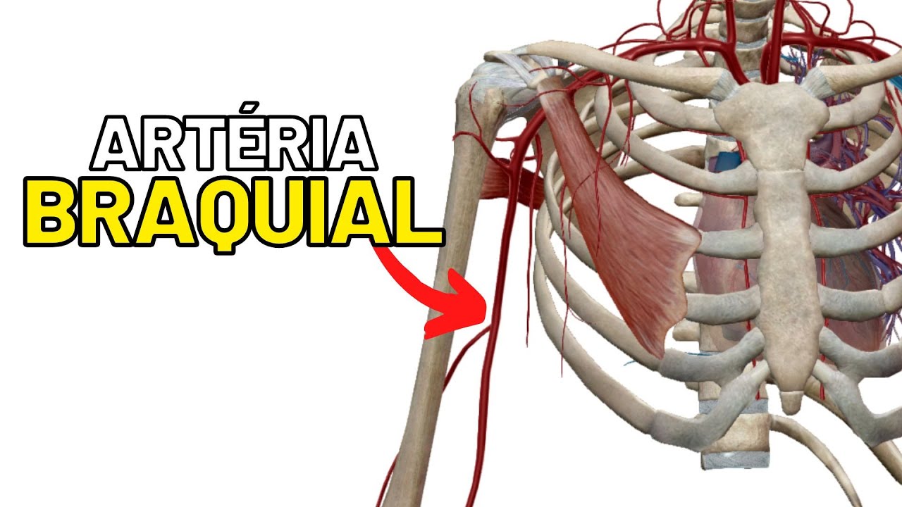 Artéria BRAQUIAL: Limites, ramos e trajeto ANGIOLOGIA - Aula de Anatomia humana grátis e fácil