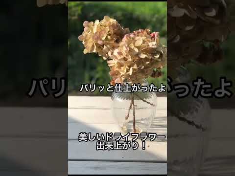 アジサイの乾燥: 花を保存するための 4 つのヒント 植物