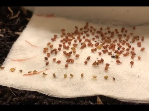 European Night Crawlers (ENC) Worms Hatching from their Cocoons thanks Anne Matzke