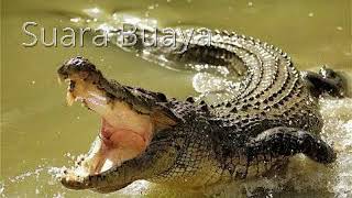 Download lagu 24. Suara Buaya | crocodile sound mp3 Download lagu 24. Suara Buaya | crocodile sound mp3
