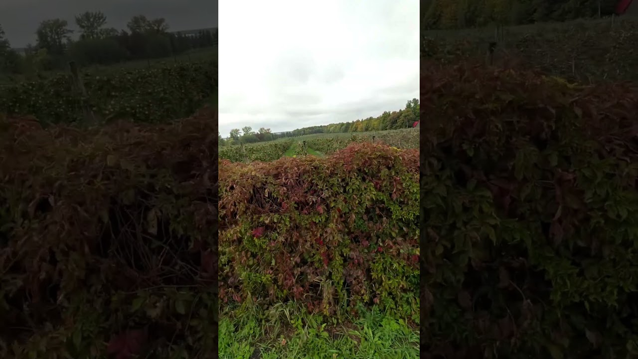 Mont-Saint-Grégoire