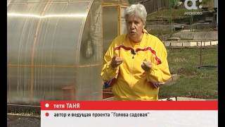 Голова садовая. Как сажать свеклу