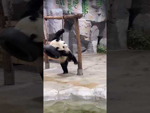 我就是乐宝的弟弟迈迈，单臂大回环是基因里带的！ #panda #大熊貓
