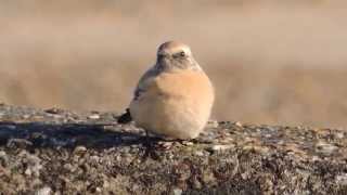 preview picture of video 'Desert Wheatear, Lowestoft, 06/11/2014'