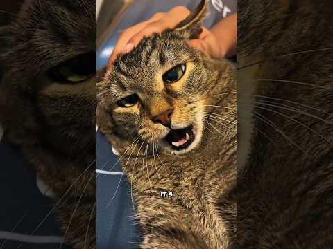 Why Cats Get Addicted to Head Scratches