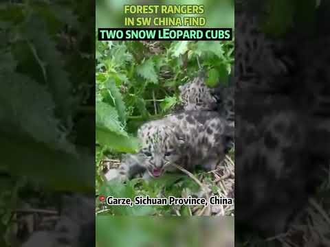 #Forest rangers in SW #China find two snow leopard cubs #snowleopard #animal #protection