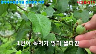 [사과재배] 특별방제 나는 하고 있는가
