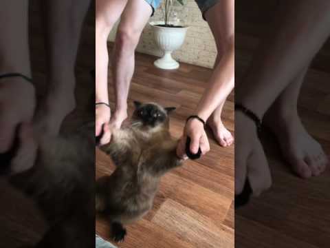 Dancing and rapping "OH SHET CAT"