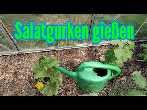 , title : 'Salatgurken richtig gießen Gurken gießen So oft brauchen Gurkenpflanzen Wasser'