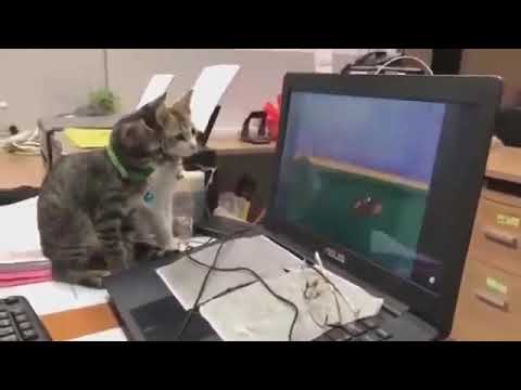 cats watching Tom and Jerry   #cat   #funnycat    #funnypet
