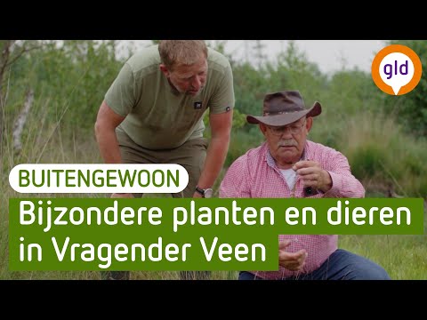 Bijzondere planten en dieren in Vragender Veen | BuitenGewoon