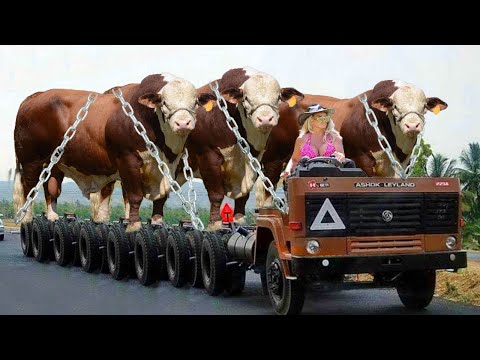 Australia's Largest Beef Farm - Most Modern Farming Model - Best Quality Meat #cattleculture