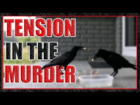 Tension in the Murder - 1/11/26