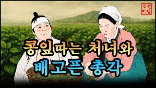 321 조선야담.🎉콩잎 따는 처녀와 배고픈 총각. 옛날 이야기. 야담. 민담. 조선야담
