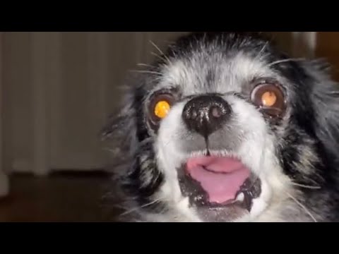 A VERY short pudgy the owa owa dog compilation (pudgy owa owa) owa owa dog