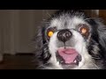 A VERY Short Pudgy The Owa Owa Dog Compilation Pudgy Owa Owa Owa Owa Dog