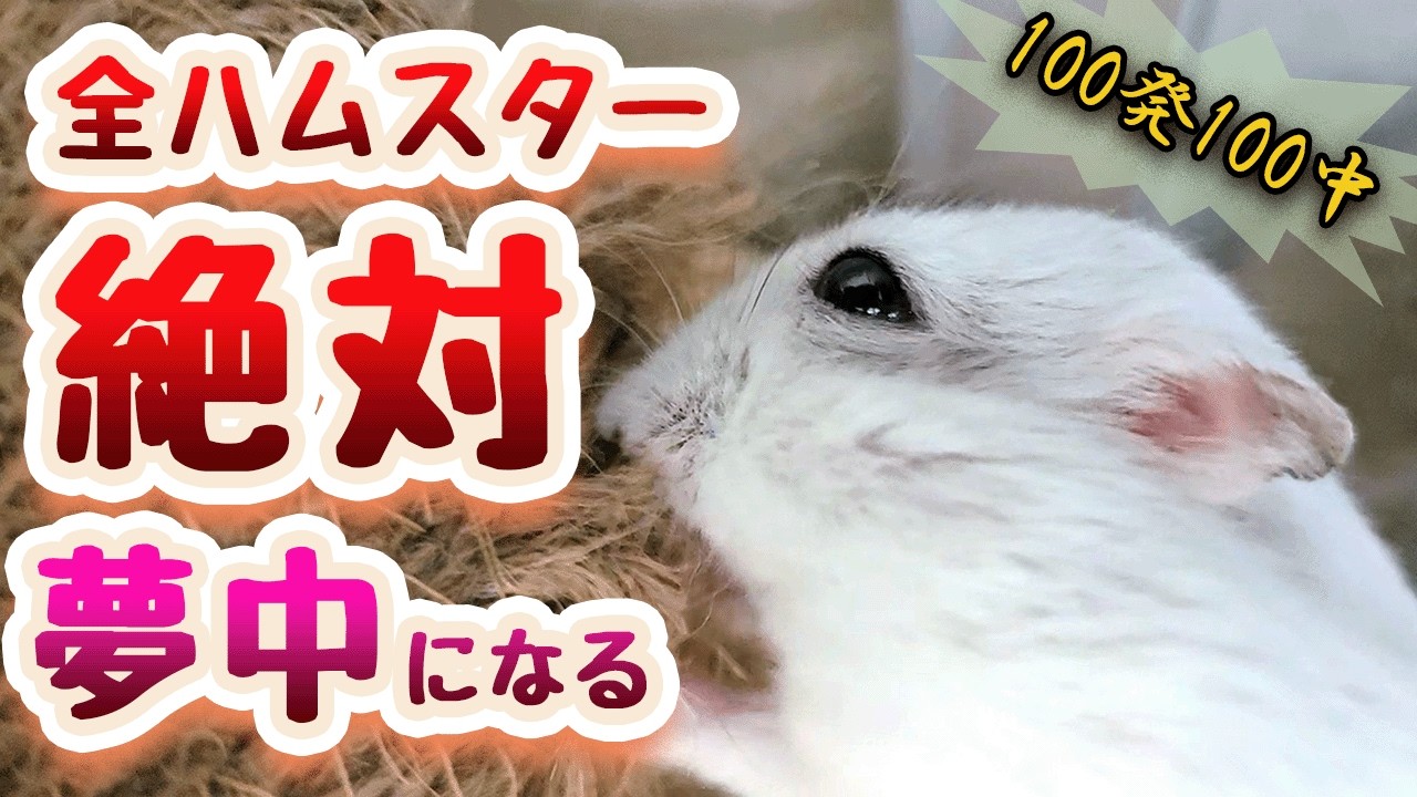 【100発100中】ハムスターが夢中になるオモチャ