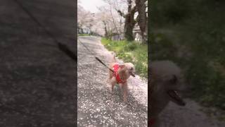 【しゃくれ犬クレール】 桜の絨毯を自分のものだと思って駆けるトイプードル 【犬の日常】