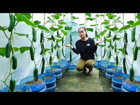 Miraculous Journey: Saving Cucumber Plants with Yellow Leaves | Causes and Solutions
