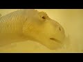 DINOSAURIO 2000 PARTE 3 6