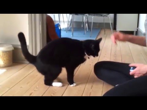 Klikker-træning med katten Bertil