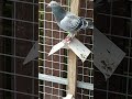 1st open Dale young bird national