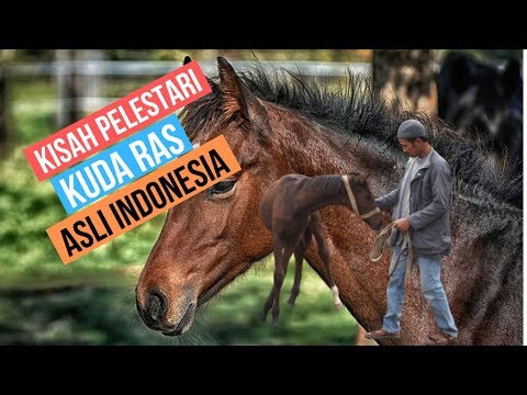 , title : 'Raup Untung Dari Beternak Kuda Sandalwood, Kuda Ras Asli Indonesia'